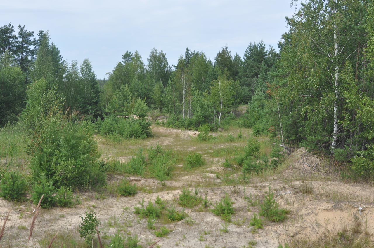 Туголесский Бор, image of landscape/habitat.