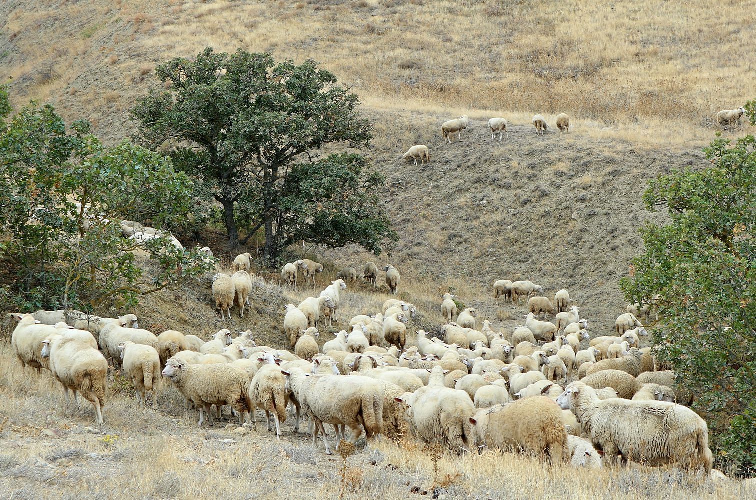Меганом, image of landscape/habitat.