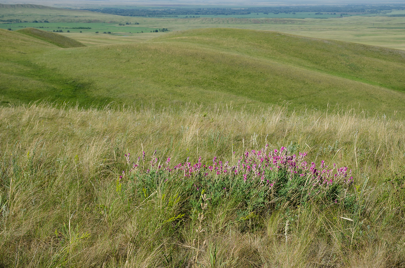 Долгие горы, image of landscape/habitat.
