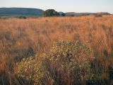 Национальный парк "Изало", image of landscape/habitat.