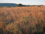 Image of landscape