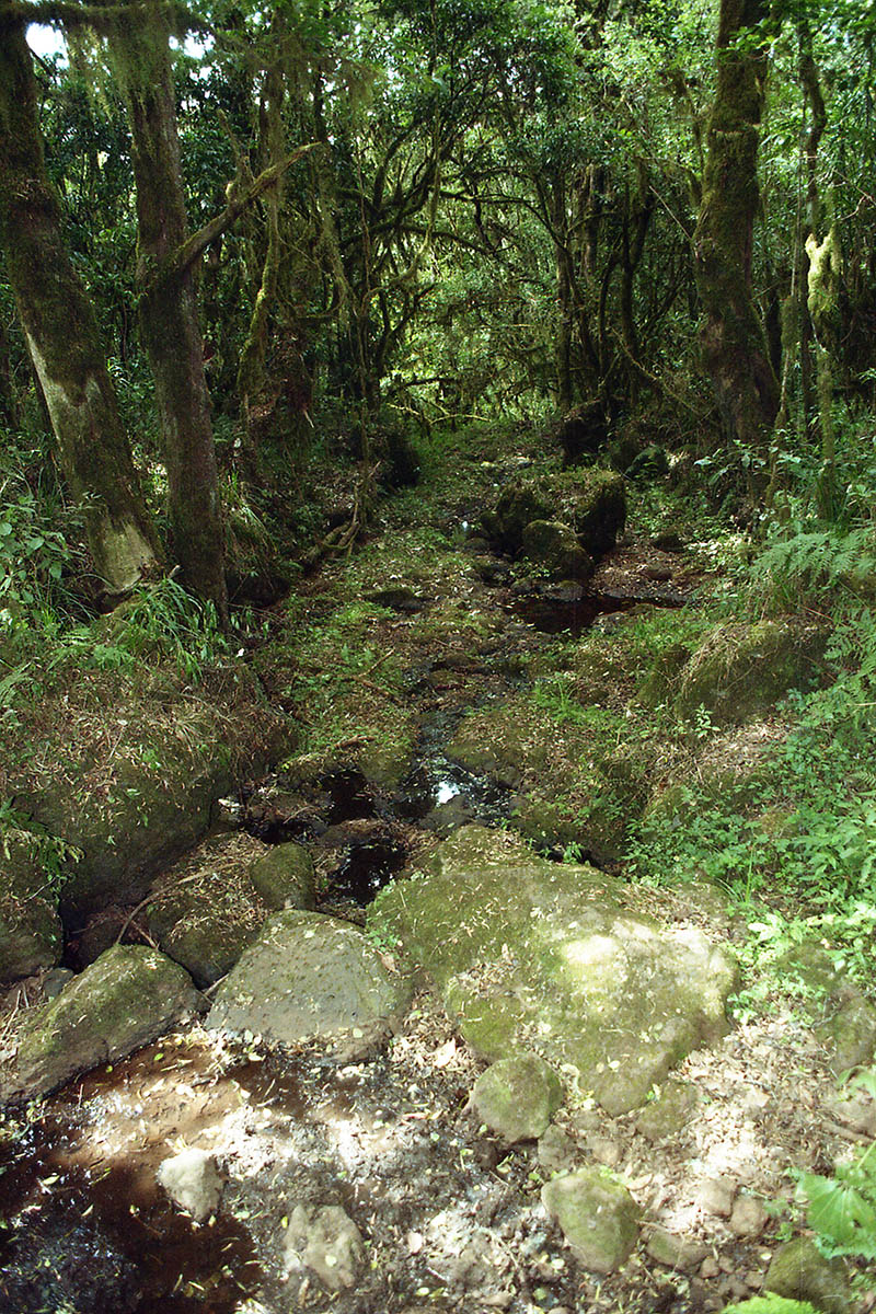 Килиманджаро, image of landscape/habitat.