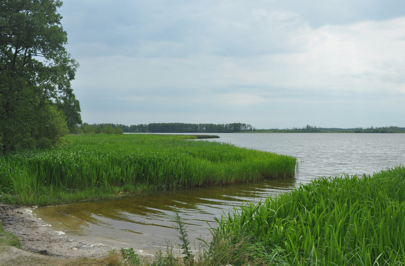 Туголесский Бор, image of landscape/habitat.