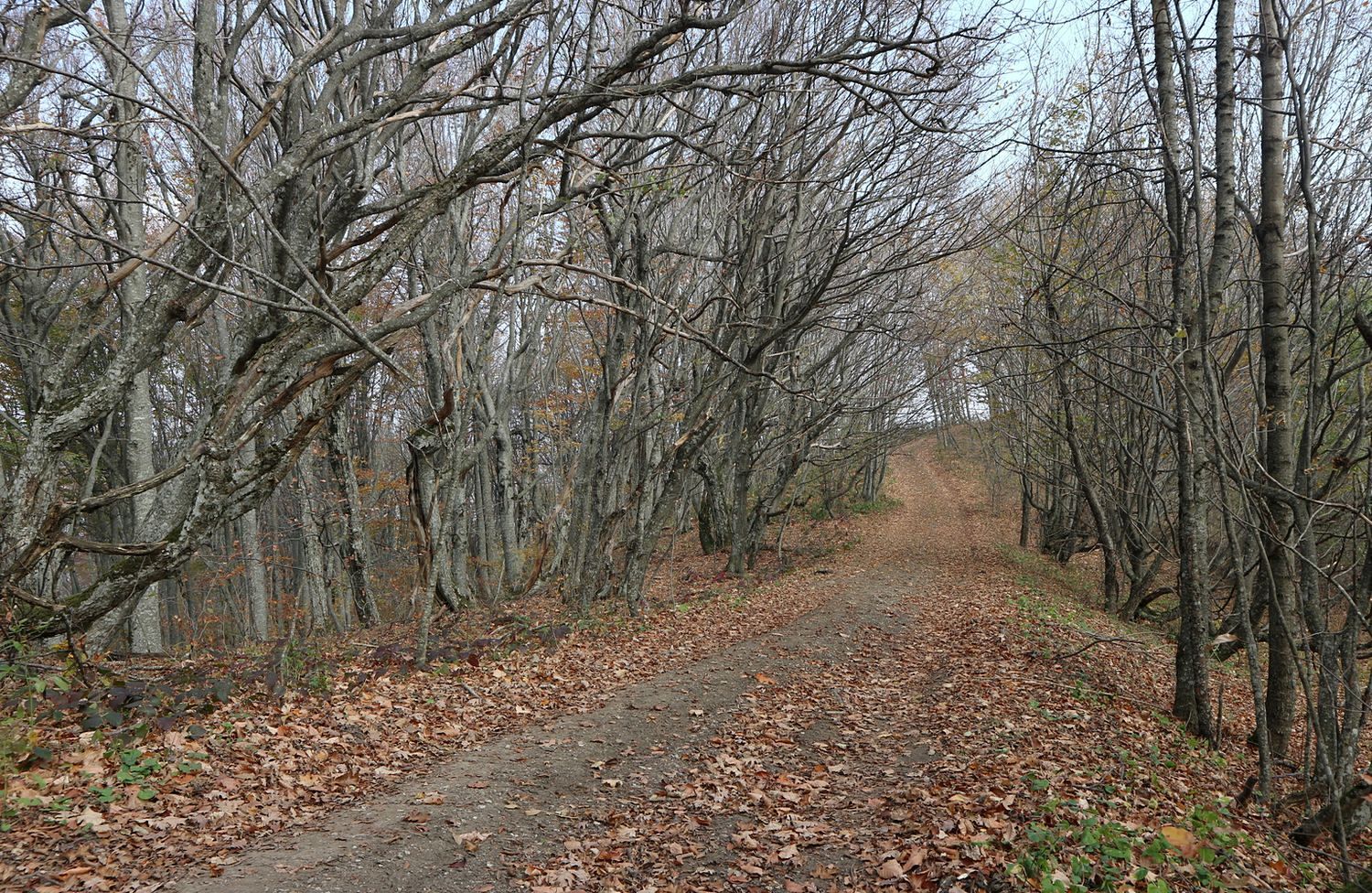 Гора Чубатая, image of landscape/habitat.