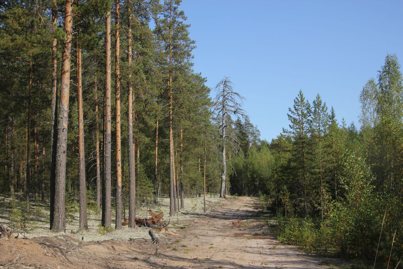 Окрестности устья реки Вига, image of landscape/habitat.