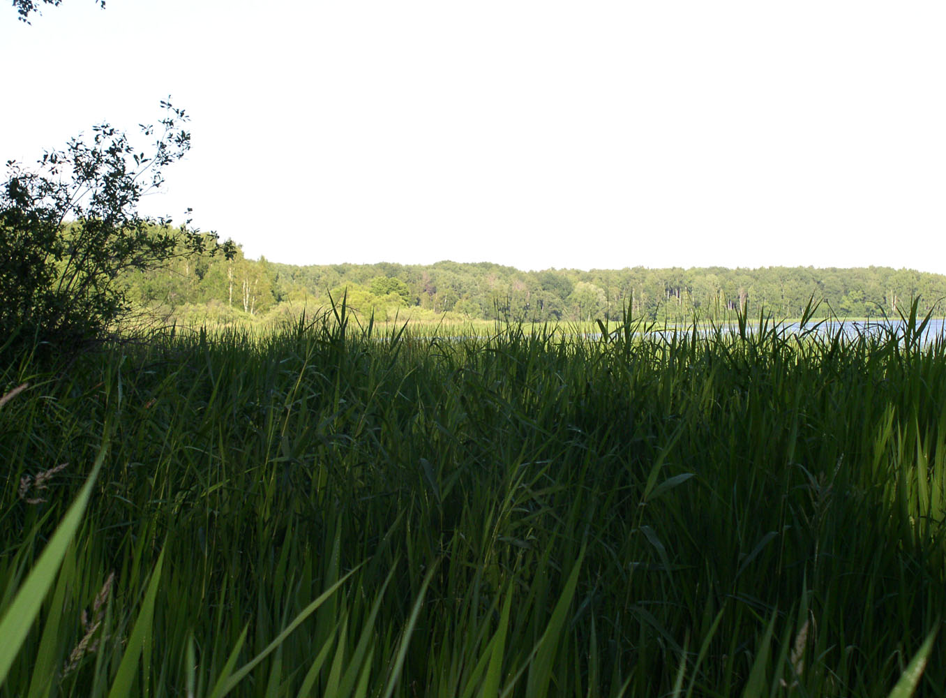 Иваньковское водохранилище, image of landscape/habitat.