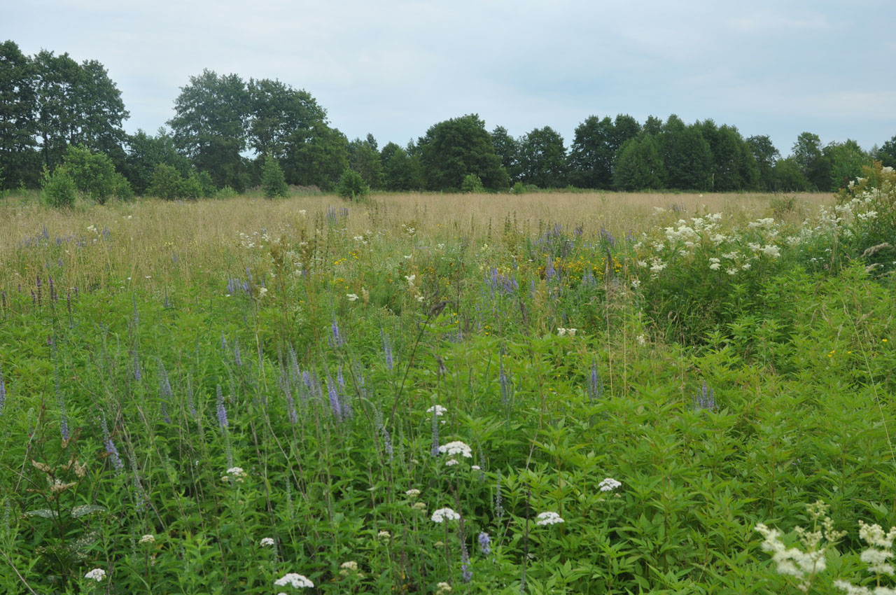 Туголесский Бор, image of landscape/habitat.