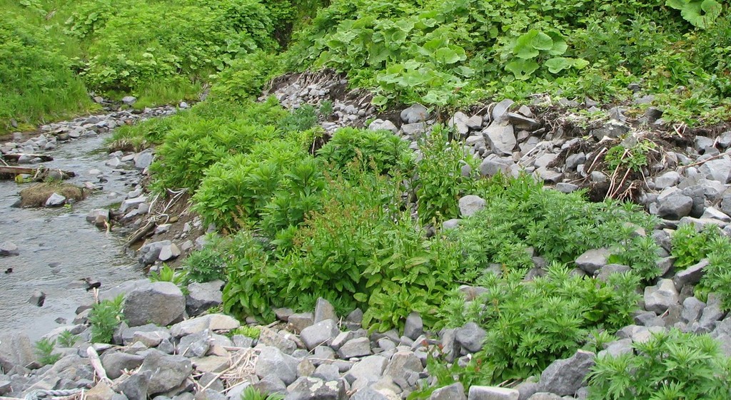 Остров Парамушир, image of landscape/habitat.