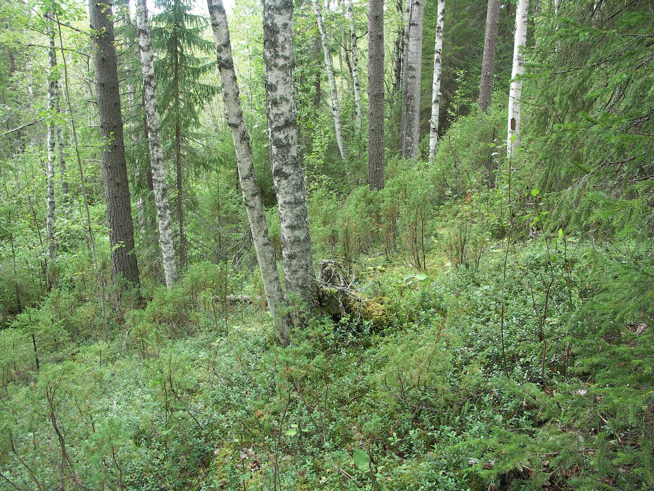 Куртяево, image of landscape/habitat.