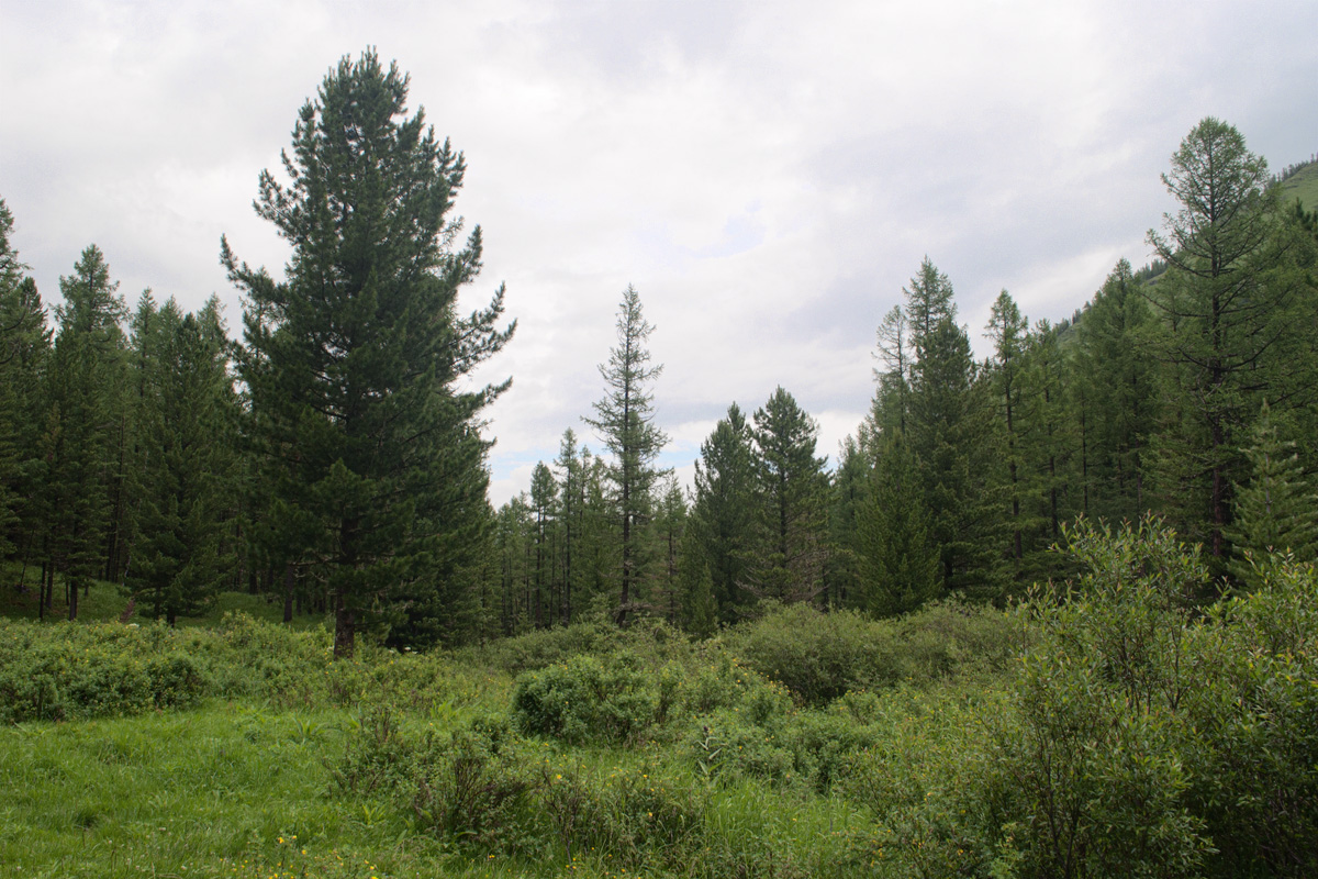 Долина реки Куйгук, image of landscape/habitat.