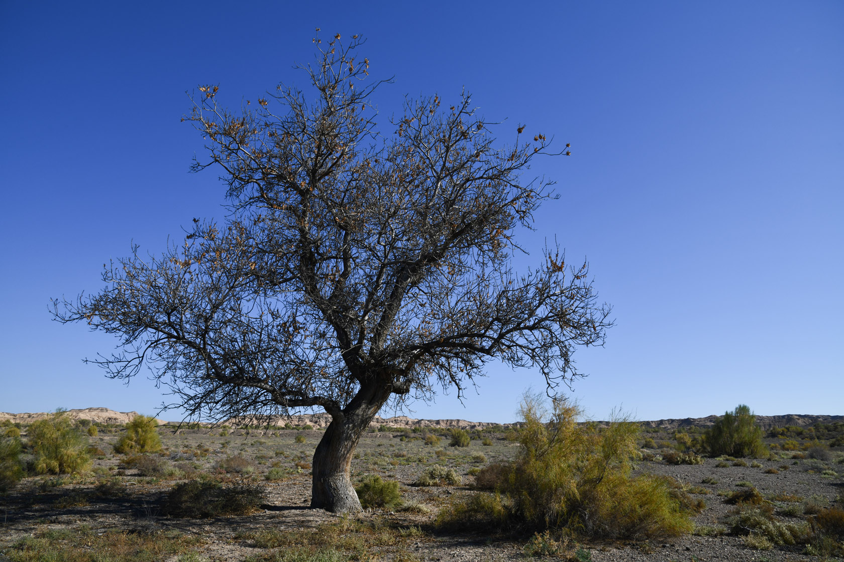 Сарытогай (Ясеневая роща), image of landscape/habitat.