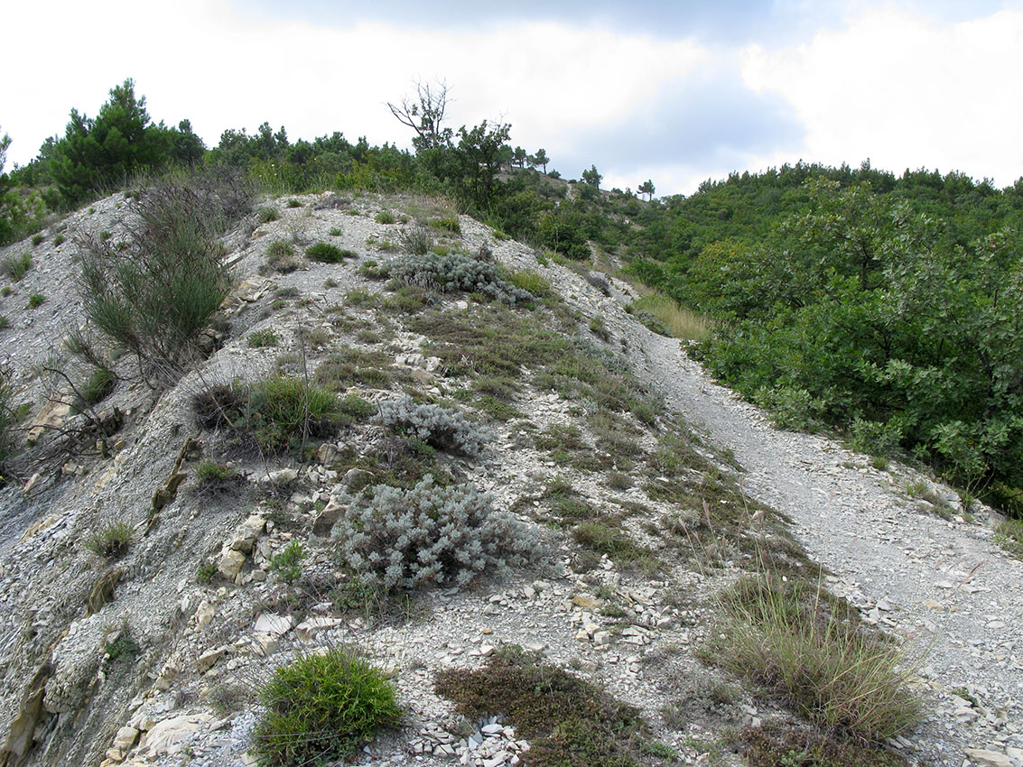 Окрестности Геленджика, image of landscape/habitat.