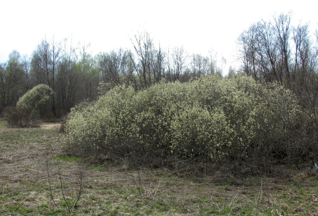 Жарь, image of landscape/habitat.