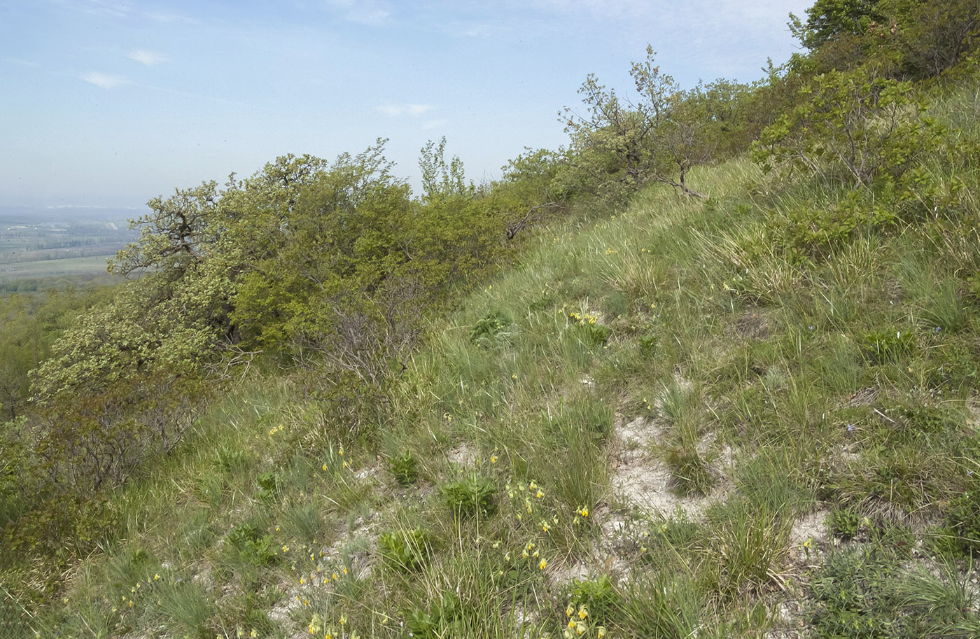 Гора Самбурова, image of landscape/habitat.