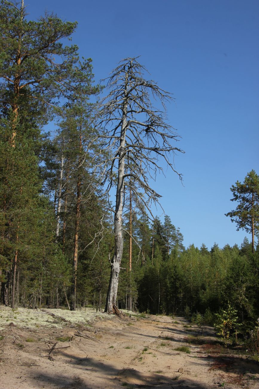 Окрестности устья реки Вига, image of landscape/habitat.