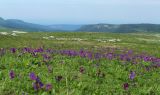 Каменное Море, image of landscape/habitat.