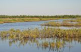 Туголесский Бор, image of landscape/habitat.