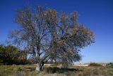 Сарытогай (Ясеневая роща), image of landscape/habitat.
