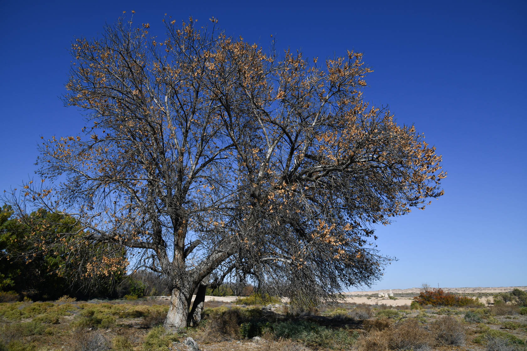 Сарытогай (Ясеневая роща), image of landscape/habitat.