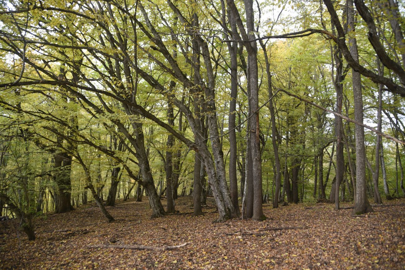 Окрестности пещеры Порошковая, изображение ландшафта.