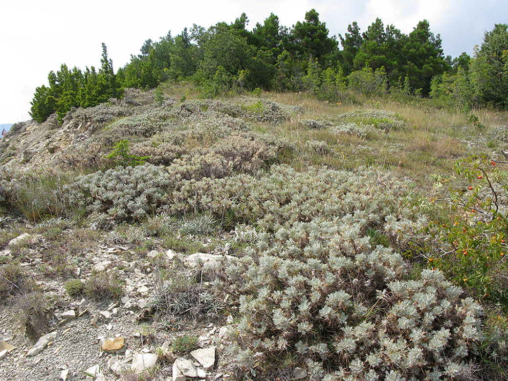 Окрестности Геленджика, image of landscape/habitat.