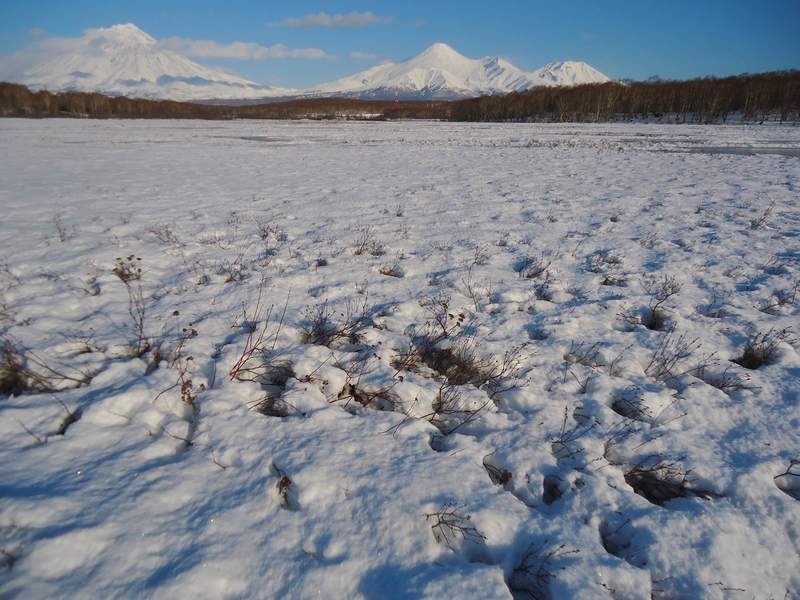 Водно-болотное угодье"Орлишка", image of landscape/habitat.