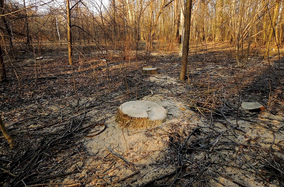 Кусково, image of landscape/habitat.