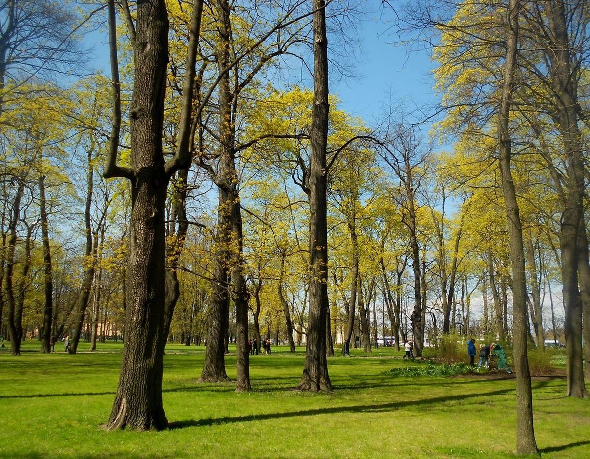 Центральный р-н Санкт-Петербурга, image of landscape/habitat.