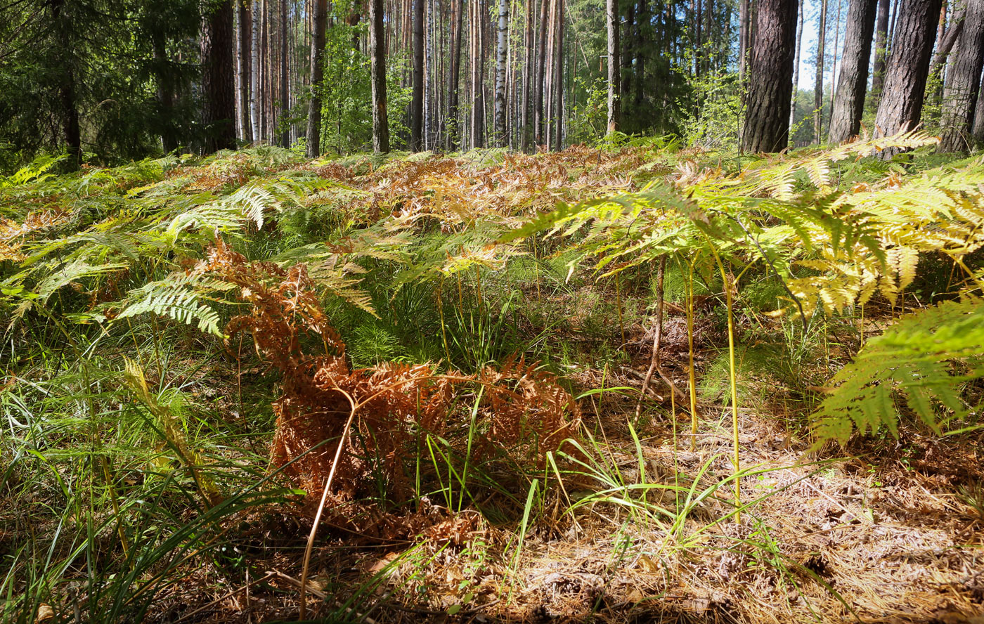 Кунчурихинский бор, image of landscape/habitat.