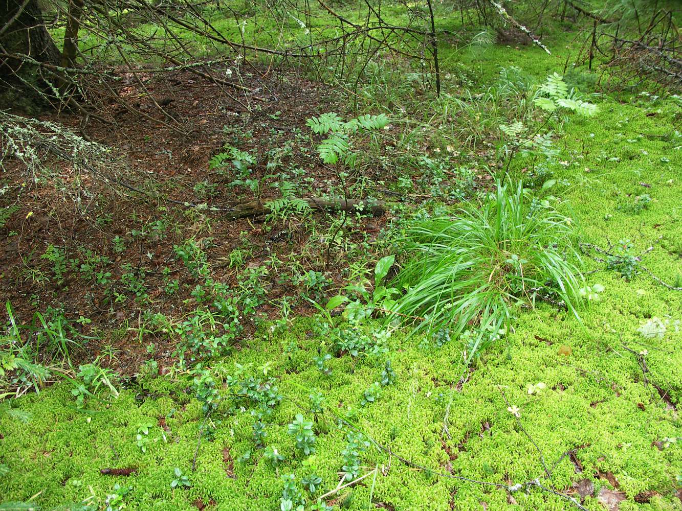 Центрально-Лесной заповедник, север, image of landscape/habitat.