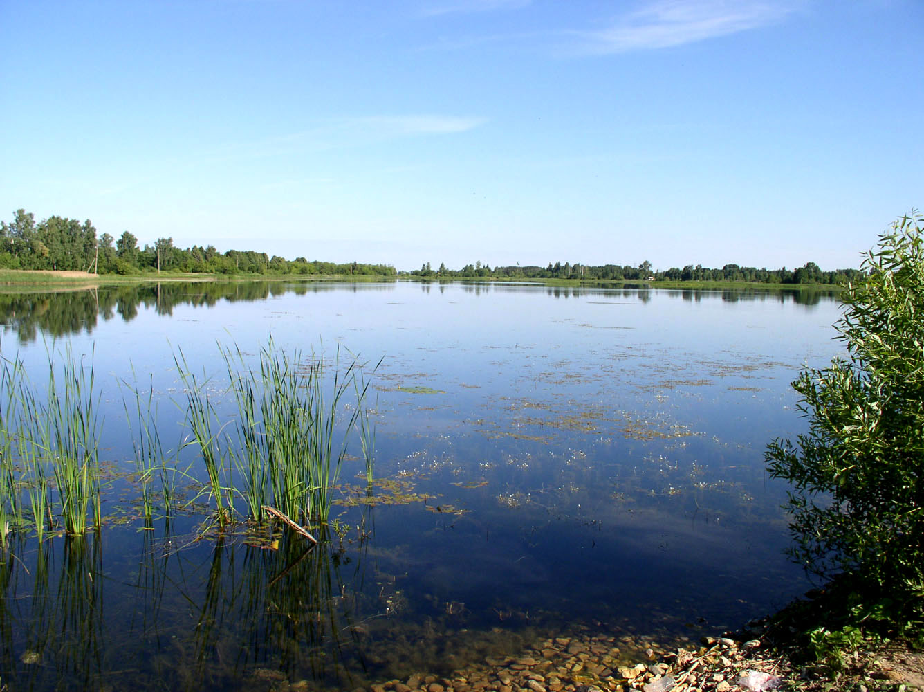 Озеро Лебяжье у Дубны, image of landscape/habitat.