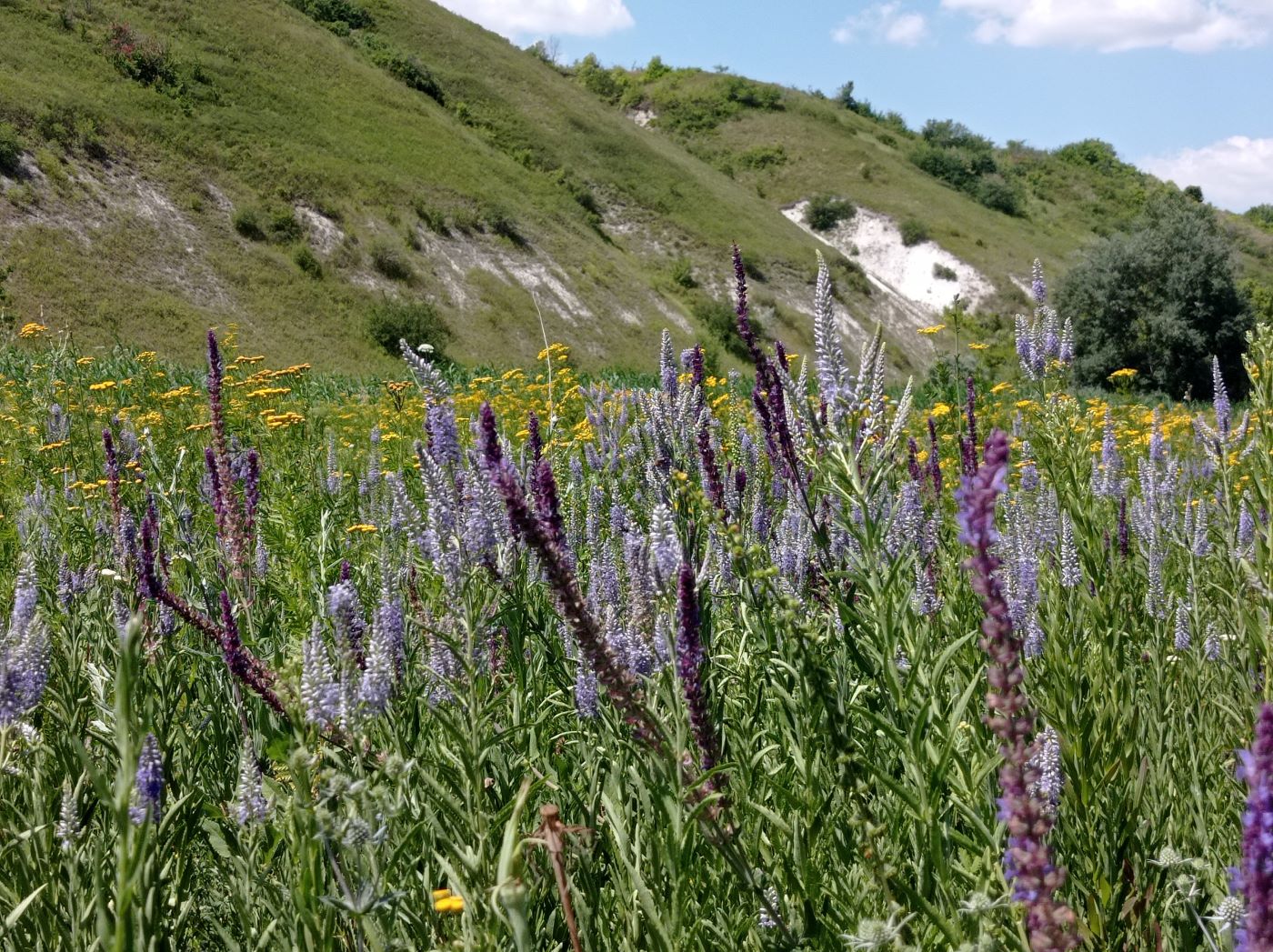 Старобельск, изображение ландшафта.