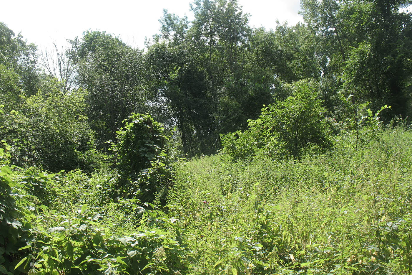 Приокско-Террасный заповедник, image of landscape/habitat.