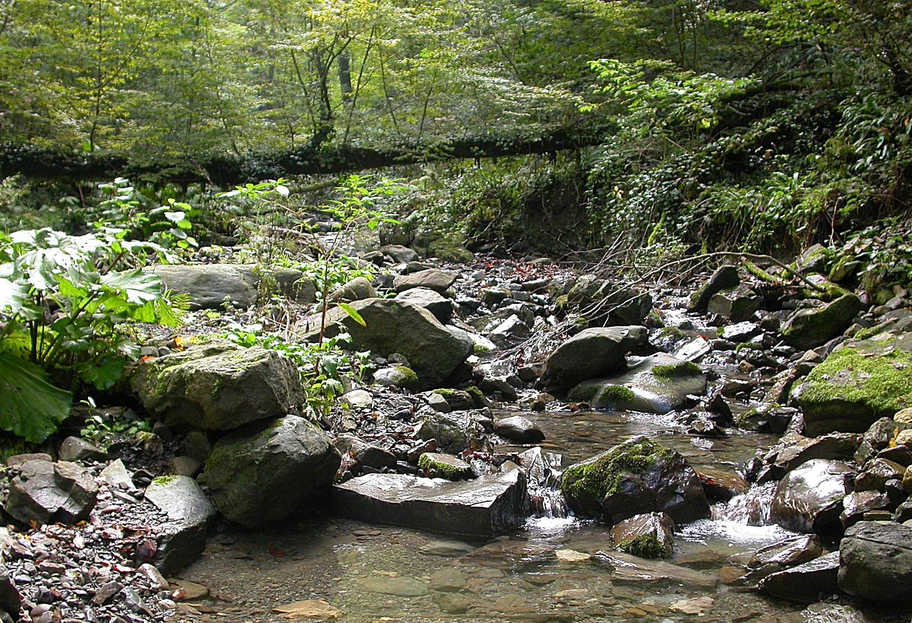 Верховья реки Татьяновки, image of landscape/habitat.