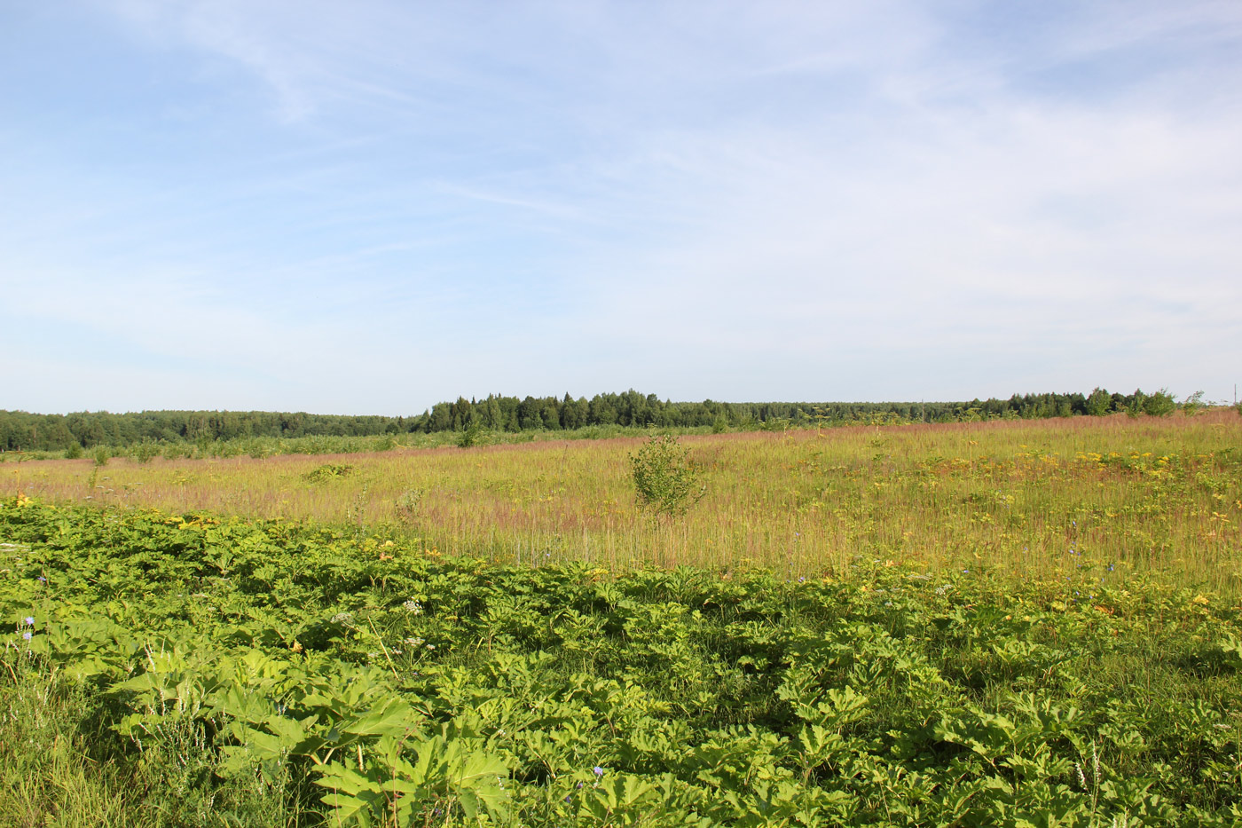 Нерехта, image of landscape/habitat.