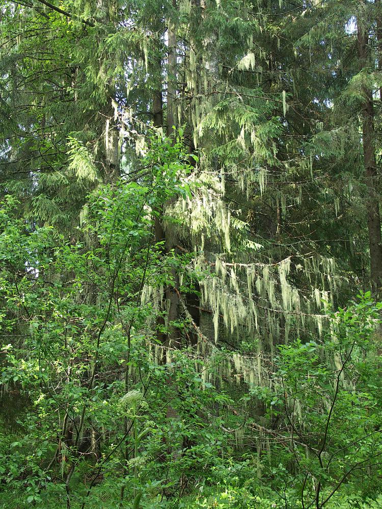 Центрально-Лесной заповедник, север, изображение ландшафта.