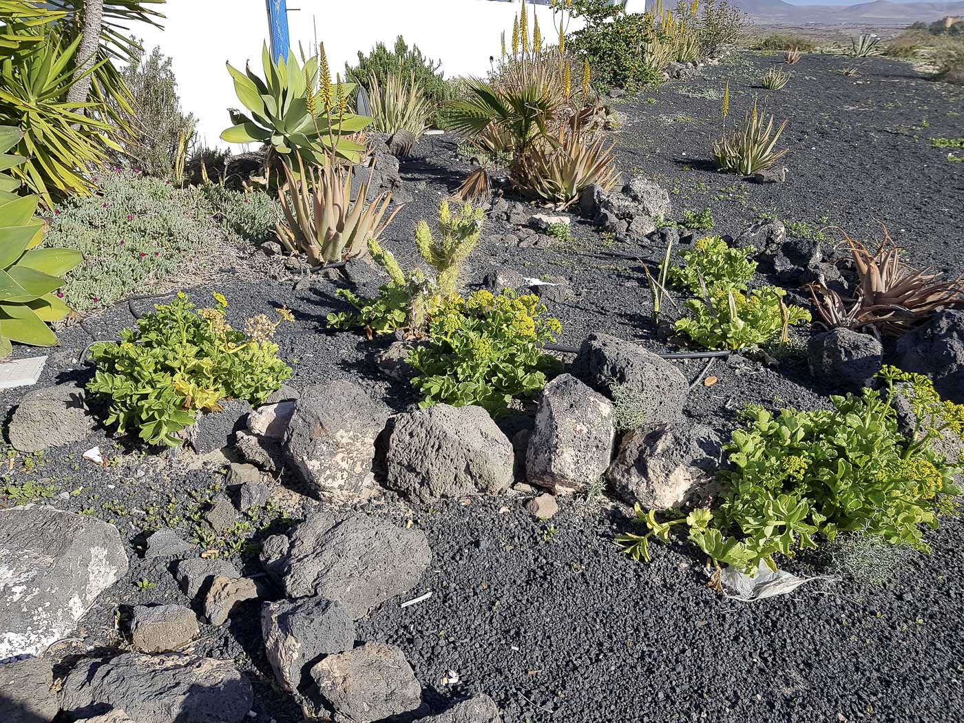Эль Котильо и окрестности, image of landscape/habitat.