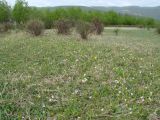 Большое Голоустное, image of landscape/habitat.