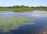 Озеро Лебяжье у Дубны, image of landscape/habitat.