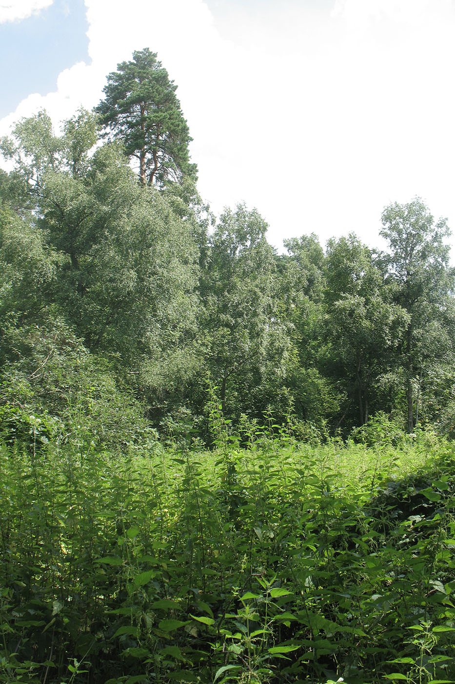 Приокско-Террасный заповедник, image of landscape/habitat.
