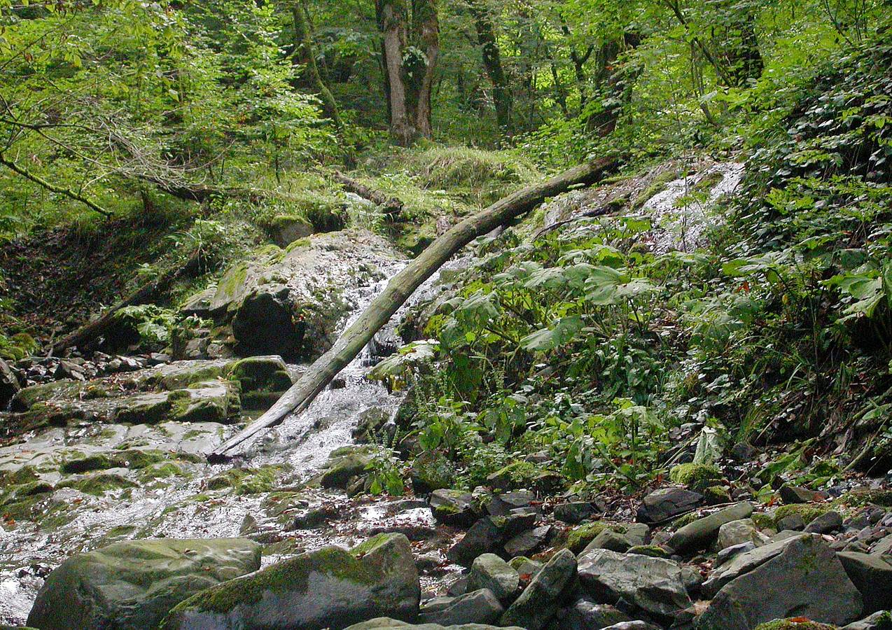 Верховья реки Татьяновки, image of landscape/habitat.