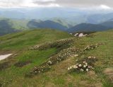 Гора Гузерипль, image of landscape/habitat.