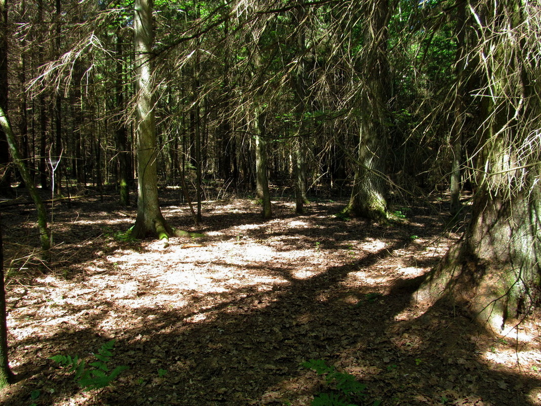Лес Черемшово, изображение ландшафта.