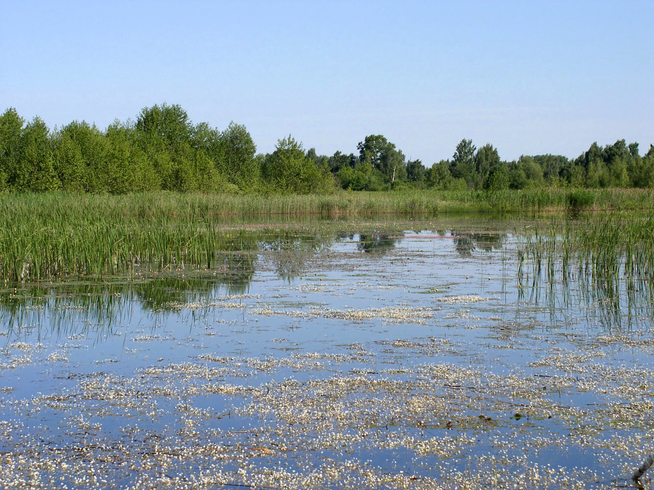 Озеро Лебяжье у Дубны, image of landscape/habitat.