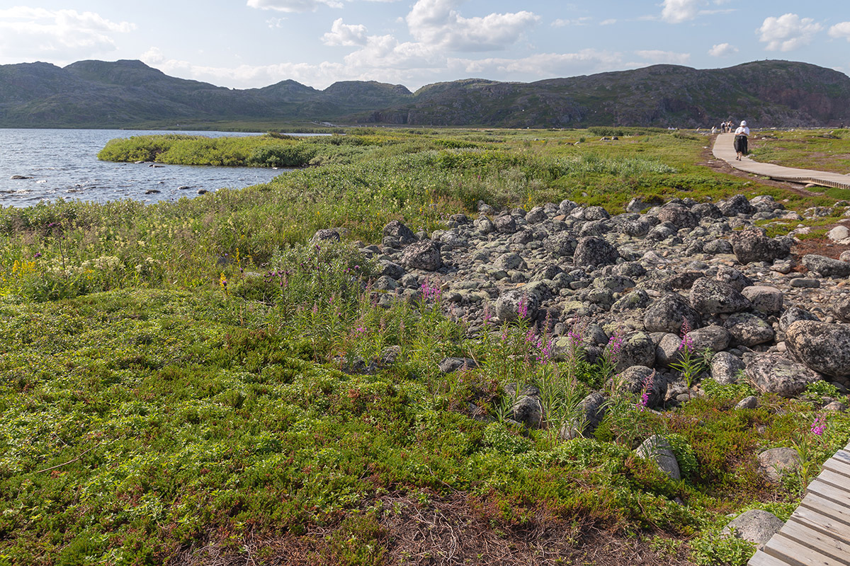 Териберка, image of landscape/habitat.