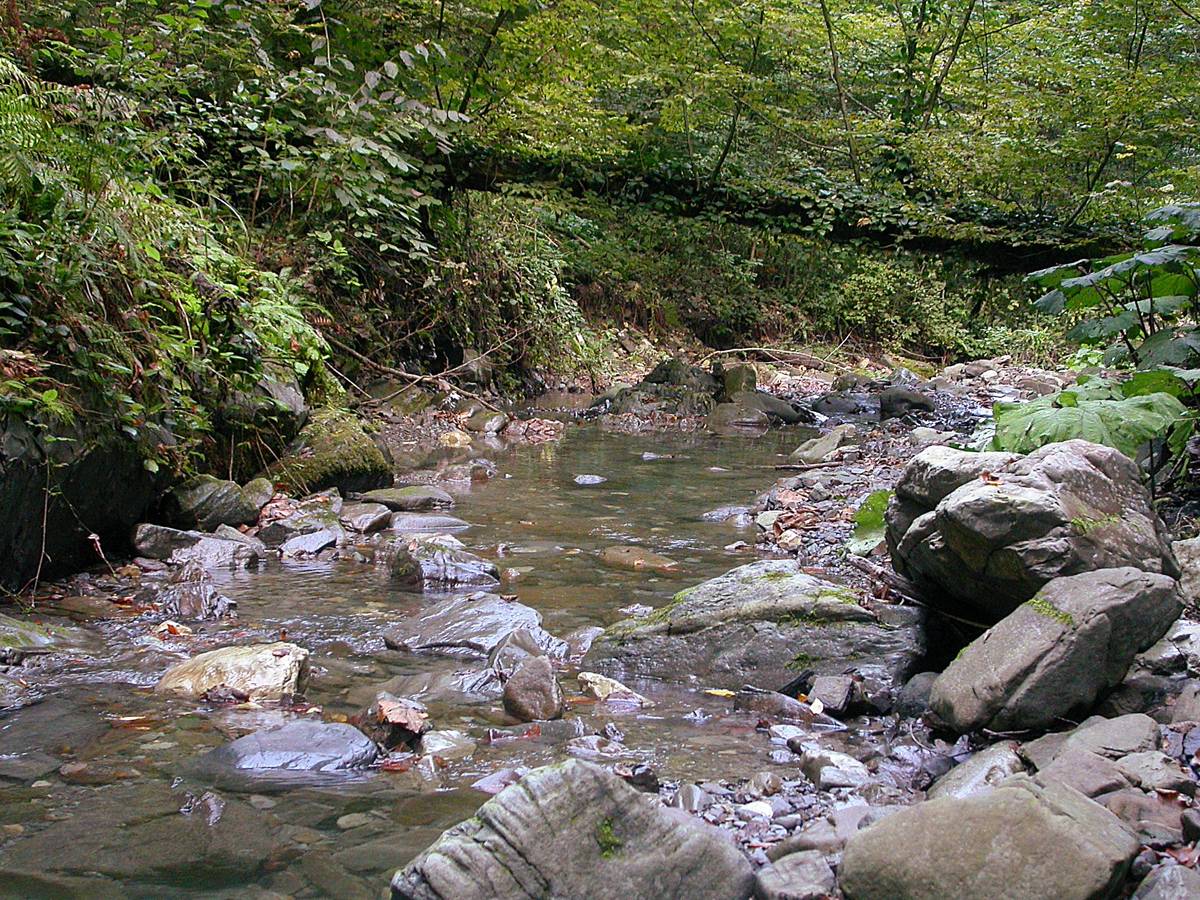 Верховья реки Татьяновки, image of landscape/habitat.