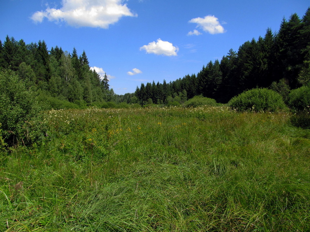 Лес Ковалёво, image of landscape/habitat.