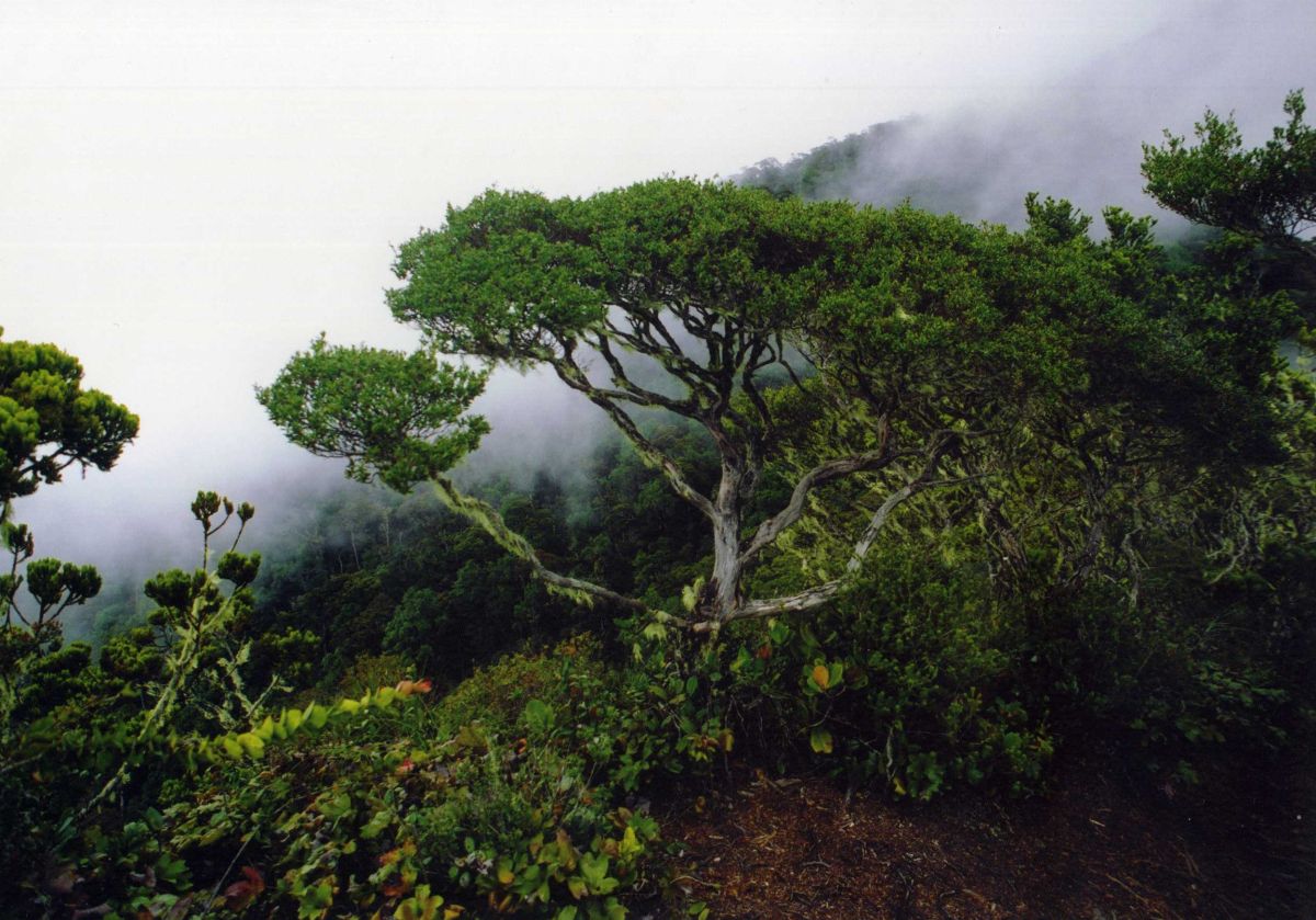 Гора Кинабалу, image of landscape/habitat.