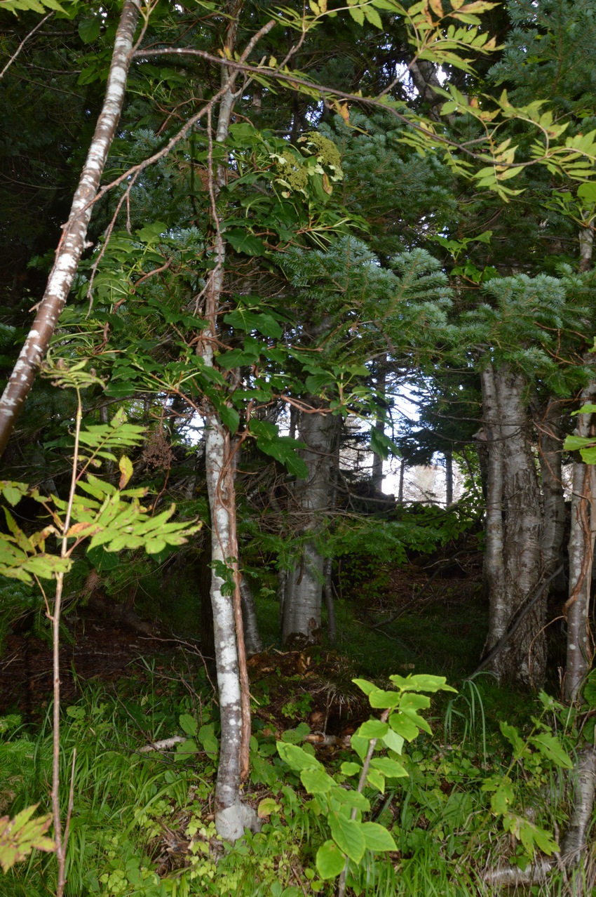 Лесозаводский, image of landscape/habitat.