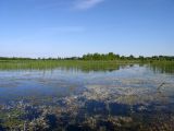 Озеро Лебяжье у Дубны, image of landscape/habitat.